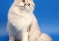 Хайленд фолд (Шотландская вислоухая длинношерстная кошка) / Highland Fold Cat