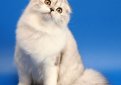 Хайленд фолд (Шотландская вислоухая длинношерстная кошка) / Highland Fold Cat Хайленд фолд (Шотландская вислоухая длинношерстная кошка) / Highland Fold Cat