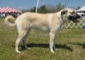 Анатолийский карабаш (Анатолийская овчарка) / Anatolian Shepherd Dog (Anatolian Karabash Dog)