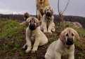 Испанский мастиф / Spanish Mastiff (Mastin Espanol)