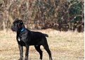 Кане корсо (Итальянская сторожевая собака) / Cane Corso (Sicilian Branchiero)