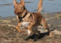 Американская индейская собака / Native American Indian Dog (NAID) Американская индейская собака / Native American Indian Dog (NAID)