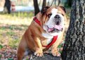 Английский бульдог / English Bulldog (British Bulldog)