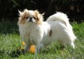 Японский хин / Japanese Chin (Japanese Spaniel)