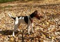Гладкошерстный фокстерьер / Smooth Fox Terrier