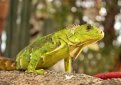 Обыкновенная игуана (Зелёная) / Iguana Iguana (Common Iguana, Green Iguana)