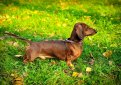 Такса короткошерстная (Такса гладкошерстная) / Dachshund