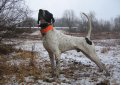 Английский пойнтер (Пойнтер) / English Pointer (Pointer)