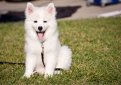 Американский эскимосский шпиц / American Eskimo Spitz