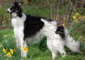 Русская псовая борзая / Borzoi (Russian Wolfhound)