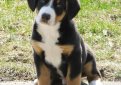 Энтлебухер зенненхунд (Энтлебухер) / Entlebucher Sennenhund (Entlebuch Mountain Dog, Entlebucher)