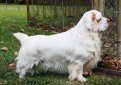 Кламбер-спаниель (Кламбер) / Clumber Spaniel