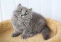 Британская длинношерстная кошка / British Longhair Cat (Britanica, Highlander, Lowlander)