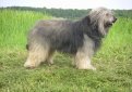 Каталонская овчарка (Гос д'Атура) / Catalan Sheepdog (Perro de Pastor Catalon, Gos d'Atura Catala)