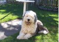 Бобтейл (Староанглийская овчарка) / Bobtail (Old English Sheepdog)