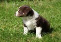 Бородатая колли (Бердед колли) / Bearded Collie