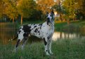 Немецкий дог / Deutsche Dogge (Great Dane, German Mastiff)