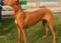 Фараонова собака / Pharaoh Hound (Kelb-tal Fenek)