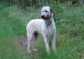 Ирландский волкодав / Irish Wolfhound