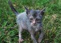 Ликои / Lykoi