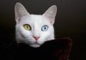 Турецкий ван / Turkish Van