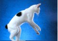 Японский бобтейл / Japanese Bobtail Cat