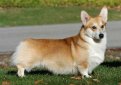 Вельш корги пемброк (Пемброк вельш корги) / Pembroke Welsh Corgi