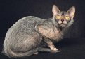 Ликои / Lykoi