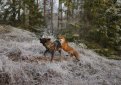 Норвежский фотограф напишет книгу о дружбе собаки и лиса