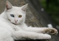 Ангорская кошка (Турецкая ангора) / Turkish Angora Cat