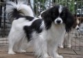 Фален (Континентальный той-спаниель) / Phalene (Epagneul Nain Continental Phalene, Continental Toy Spaniel)