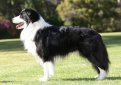 Бордер-колли / Border Collie Бордер-колли / Border Collie
