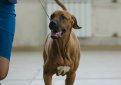 Родезийский риджбек (Африканская львиная собака) / Rhodesian Ridgeback (African Lion Hound)