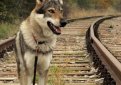 Чехословацкая волчья собака (Чехословацкий влчак) / Czechoslovakian Wolf Dog (Ceskoslovensky Vlsak)