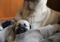 Анатолийский карабаш (Анатолийская овчарка) / Anatolian Shepherd Dog (Anatolian Karabash Dog)