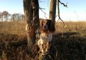 Русский охотничий спаниель / Russian Spaniel