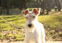 Жесткошерстный фокстерьер / Wire Fox Terrier (Wire-Haired Fox Terrier)