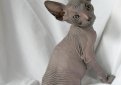 Петерболд (Петербургский сфинкс) / Peterbald Cat