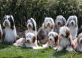 Бородатая колли (Бердед колли) / Bearded Collie