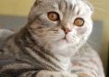 Шотландская вислоухая кошка (Скоттиш-фолд) / Scottish Fold Cat Шотландская вислоухая кошка (Скоттиш-фолд) / Scottish Fold Cat