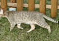 Канаани (Ханаани) / Kanaani Cat (Canaani Cat)