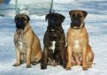 Бульмастиф (Ночная собака егеря) / Bullmastiff