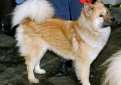 Хоккайдо (Хоккайдская собака, айну) / Hokkaido Dog (Ainu Dog , Ainu Ken) Хоккайдо (Хоккайдская собака, айну) / Hokkaido Dog (Ainu Dog , Ainu Ken)