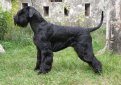 Ризеншнауцер (Гигантский шнауцер) / Riesenschnauzer (Giant Schnauzer)