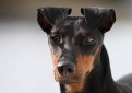 Манчестерский терьер / Manchester Terrier (Black and Tan Terrier)