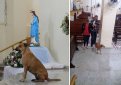 Бразильский священник открывает двери церкви для бродячих собак Бразильский священник открывает двери церкви для бродячих собак