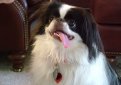 Японский хин / Japanese Chin (Japanese Spaniel)