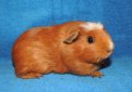 Американский крестед (Американская хохлатая) / American Crested Американский крестед (Американская хохлатая) / American Crested
