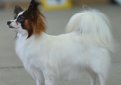 Континентальный карликовый спаниель (Папильон) / Papillon (Epagneul Nain Continental Papillon, Continental Toy Spaniel Papillon)