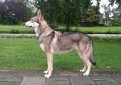 Сарлос (Волчья собака Сарлоса, сарлосская волчья собака) / Saarlooswolfhond (Saarloos Wolfdog) Сарлос (Волчья собака Сарлоса, сарлосская волчья собака) / Saarlooswolfhond (Saarloos Wolfdog)